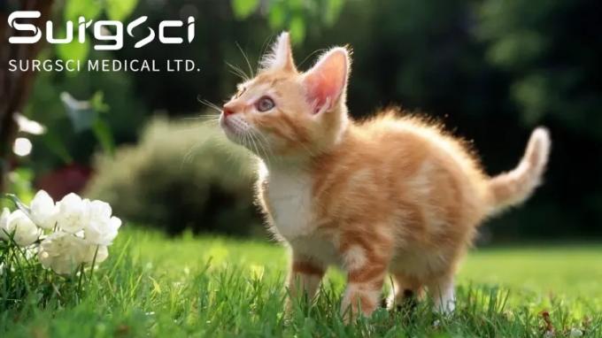 के बारे में नवीनतम कंपनी की खबर 7 अपनी बिल्लियों की बधियाकरण या बधियाकरण के लाभ | सर्गसी  0