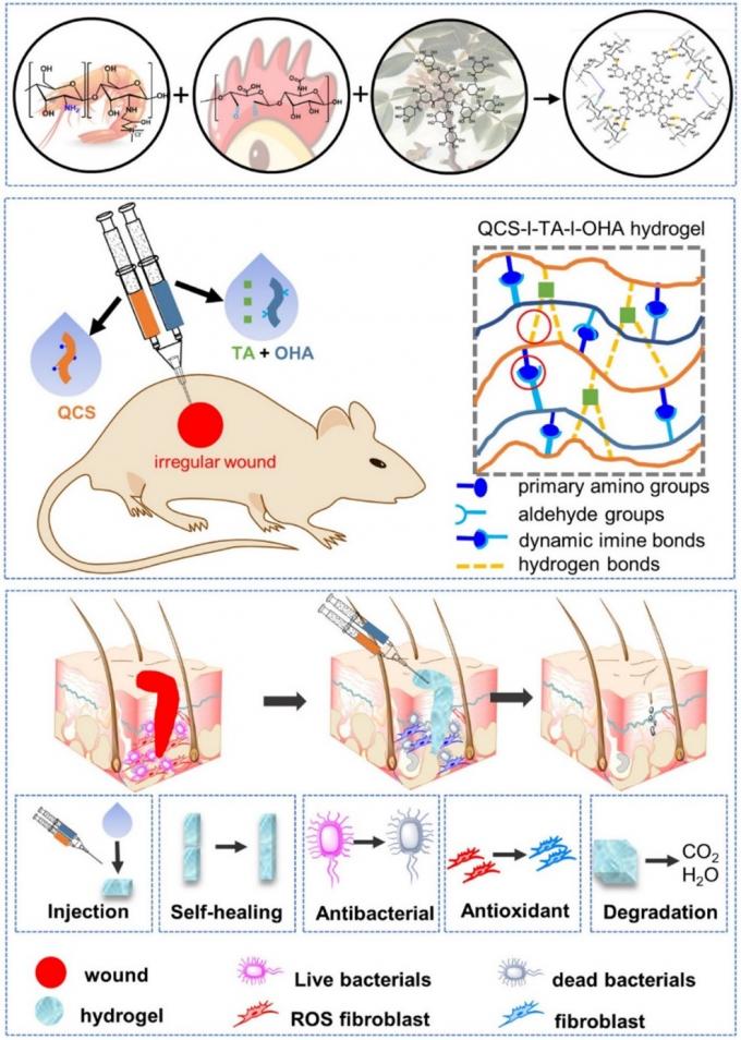 के बारे में नवीनतम कंपनी की खबर 'INT J BIOL MACROMOL'—SurgSci का पहला उच्च-स्तरीय SCI अनुच्छेद वर्ष 2023  1