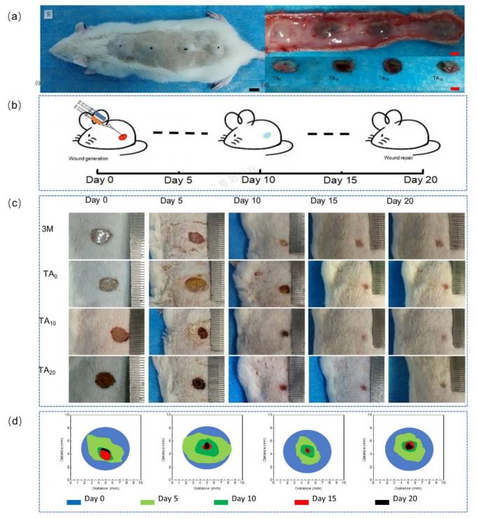 के बारे में नवीनतम कंपनी की खबर 'INT J BIOL MACROMOL'—SurgSci का पहला उच्च-स्तरीय SCI अनुच्छेद वर्ष 2023  2