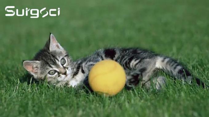 के बारे में नवीनतम कंपनी की खबर पेरिनियल यूरेथ्रोस्टॉमी सर्जरी क्या है | सर्गसी  0