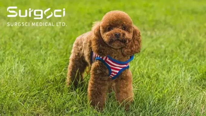 के बारे में नवीनतम कंपनी की खबर कुत्तों में Luxating पटेला | सर्गसी  0