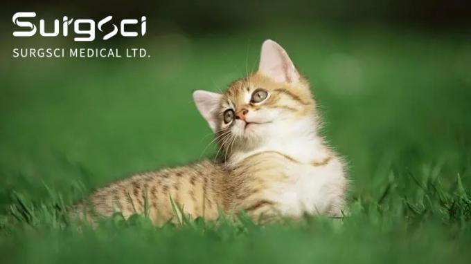 के बारे में नवीनतम कंपनी की खबर बिल्लियों में मूत्राशय की पथरी क्या हैं | सर्ग विज्ञान  0