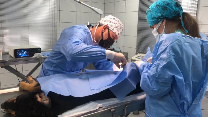 पशु चिकित्सा उपयोग के लिए लैप्रोस्कोप सर्जरी अल्ट्रासोनिक स्केलपेल सिस्टम हेमोस्टेसिस 7