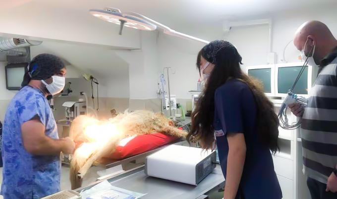 पशु चिकित्सा उपयोग के लिए लैप्रोस्कोप सर्जरी अल्ट्रासोनिक स्केलपेल सिस्टम हेमोस्टेसिस 8